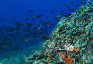 Immersioni e Snorkeling a Lampedusa